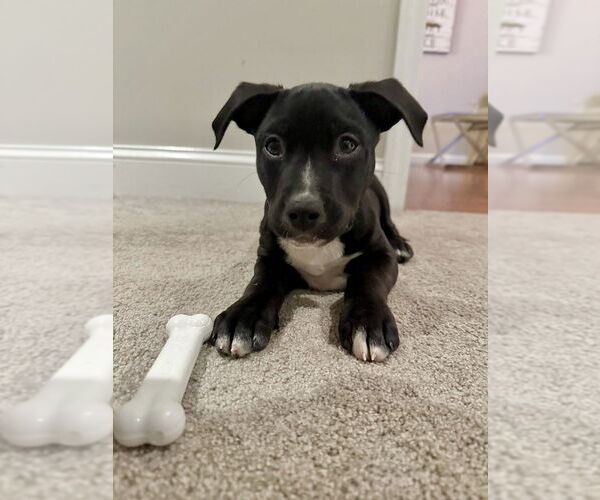 Medium Photo #1 American Pit Bull Terrier-Labrador Retriever Mix Puppy For Sale in Brewster, NY, USA