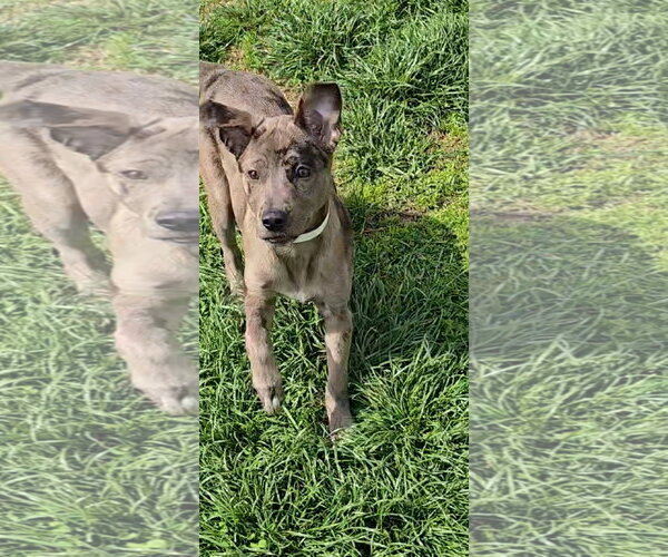 Medium Photo #3 Catahoula Leopard Dog-Unknown Mix Puppy For Sale in Georgetown, KY, USA