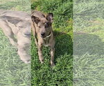 Small #2 Catahoula Leopard Dog Mix