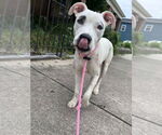 Small Photo #5 Boxer-Unknown Mix Puppy For Sale in Germantown, OH, USA