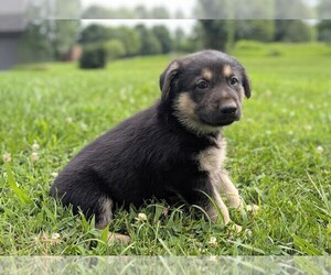 German Shepherd Dog Puppy for sale in WOODBURN, KY, USA