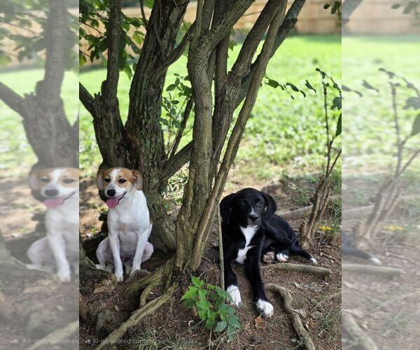 Medium Photo #2 Jack-A-Bee Puppy For Sale in Aurora, IN, USA