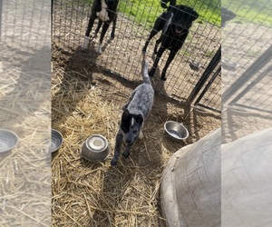 Australian Cattle Dog Puppy for sale in ZILLAH, WA, USA