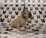 Small Photo #73 French Bulldog Puppy For Sale in TACOMA, WA, USA