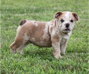 Bulldog Puppy for sale in MARSHFIELD, MO, USA