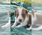 Puppy Puppy 1 Brittany