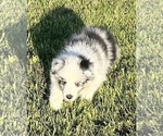 Small #15 Shetland Sheepdog