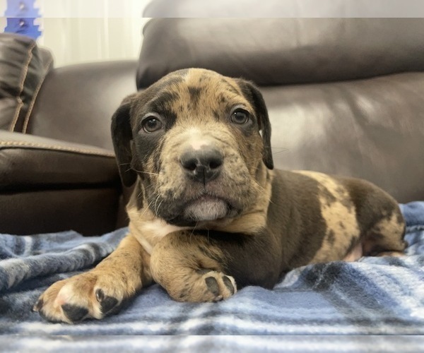 Medium Photo #15 American Bully Puppy For Sale in REESEVILLE, WI, USA