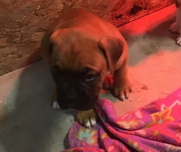 Medium Photo #1 Boxer Puppy For Sale in JEFFERSON CITY, MO, USA
