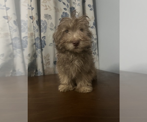 Medium Photo #38 Havanese Puppy For Sale in DURHAM, CT, USA