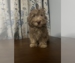 Small #37 Havanese