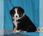 Small Photo #3 Australian Shepherd Puppy For Sale in HOLTWOOD, PA, USA