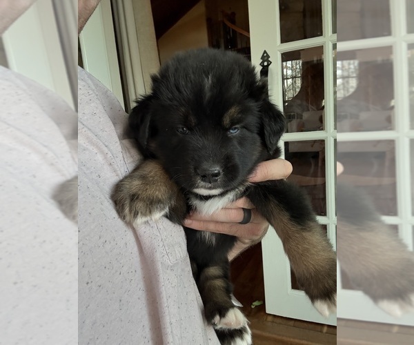 Medium Photo #5 Bernese Mountain Dog-Siberian Husky Mix Puppy For Sale in COATS, NC, USA