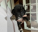 Small #4 Bernese Mountain Dog-Siberian Husky Mix