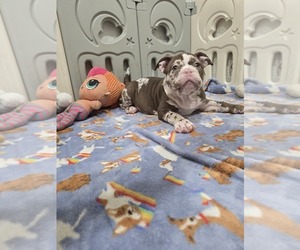 American Bully Puppy for sale in NORTH PORT, FL, USA