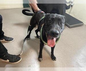 American Staffordshire Terrier-German Shepherd Dog Mix Dogs for adoption in Pasadena, CA, USA