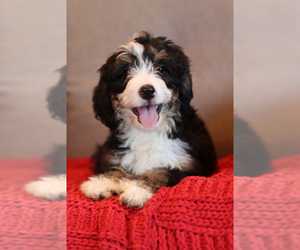 Bernedoodle Puppy for sale in ITASCA, TX, USA