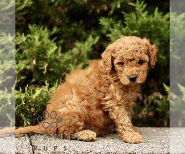 Medium Photo #3 Goldendoodle (Miniature) Puppy For Sale in KINZERS, PA, USA