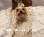 Small Photo #1 Chorkie Puppy For Sale in KOPPERL, TX, USA