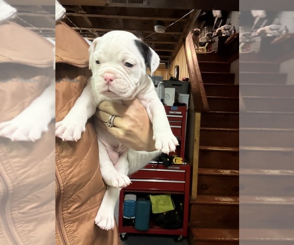 Medium Photo #4 Olde English Bulldogge Puppy For Sale in CHEPACHET, RI, USA