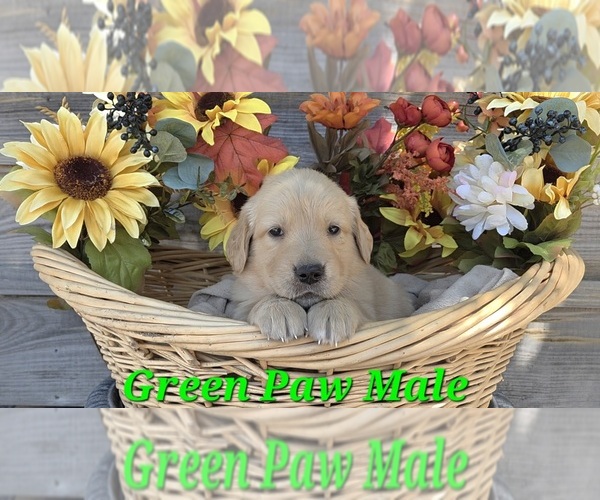 Medium Photo #11 Golden Retriever Puppy For Sale in CRAWFORDVILLE, FL, USA