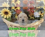 Small Photo #11 Golden Retriever Puppy For Sale in CRAWFORDVILLE, FL, USA