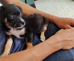 Chihuahua Puppy for sale in HOUSTON, TX, USA