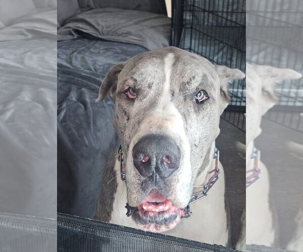 Medium Photo #2 Great Dane Puppy For Sale in Bullard, TX, USA
