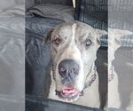 Small #1 Great Dane