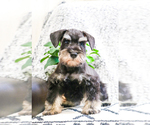 Small Photo #13 Schnauzer (Miniature) Puppy For Sale in SYRACUSE, IN, USA
