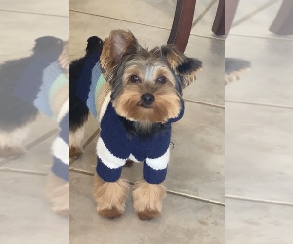 Medium Photo #1 Morkie Puppy For Sale in ARLINGTON, TX, USA