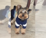 Small Photo #1 Morkie Puppy For Sale in ARLINGTON, TX, USA