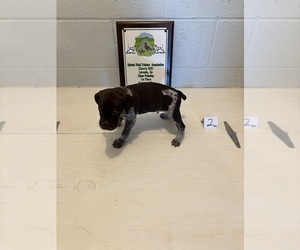 German Shorthaired Pointer Puppy for sale in STATESVILLE, NC, USA