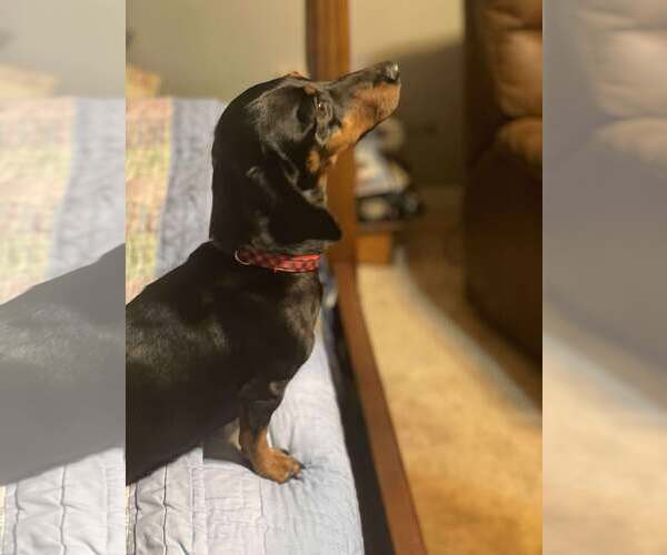 Medium Photo #1 Dachshund Puppy For Sale in Gulfport, MI, USA