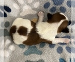 Small Photo #4 Shih Tzu Puppy For Sale in DOWNEY, CA, USA