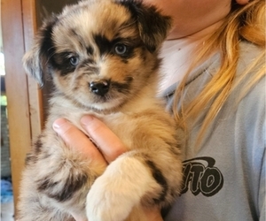 Miniature Australian Shepherd Puppy for sale in MILTON, WI, USA