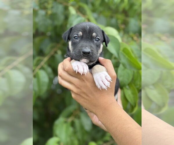 Medium Photo #8 American Pit Bull Terrier-Labrador Retriever Mix Puppy For Sale in St. Louis Park, MN, USA