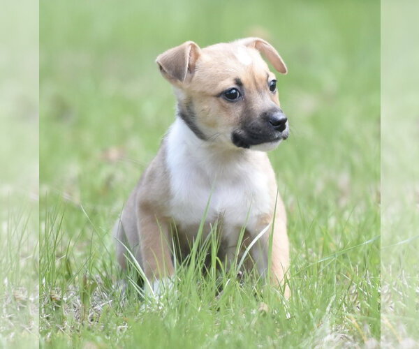 Medium Photo #3 Chihuahua-Unknown Mix Puppy For Sale in Mechanicsburg, PA, USA