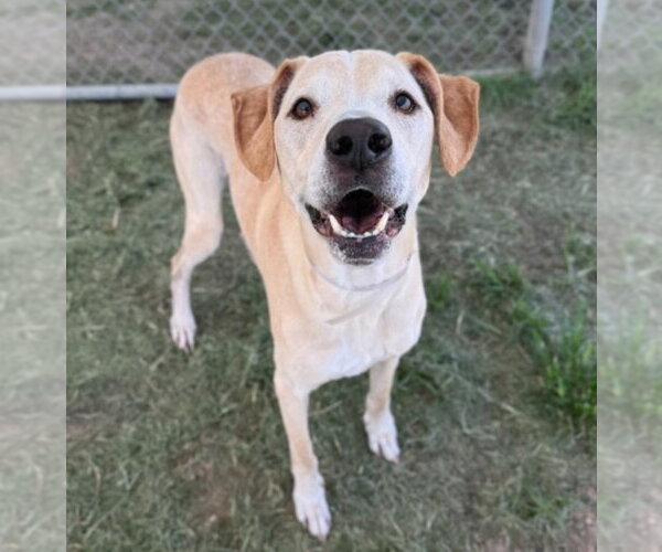 Medium Photo #3 Great Dane-Labrador Retriever Mix Puppy For Sale in Lakewood, CO, USA