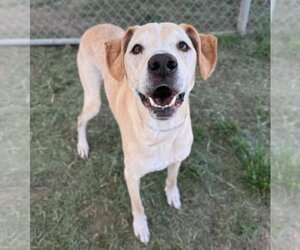 Cooper - Male Great Dane-Labrador Retriever Mix Dog for Adoption - Photo #3