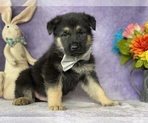 German Shepherd Dog Puppy for sale in LANCASTER, PA, USA