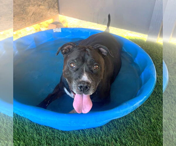 Medium Photo #3 American Pit Bull Terrier-Unknown Mix Puppy For Sale in Queen Creek, AZ, USA