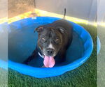 Small #2 American Pit Bull Terrier Mix