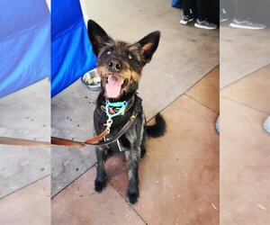 Mutt Dogs for adoption in San Diego, CA, USA