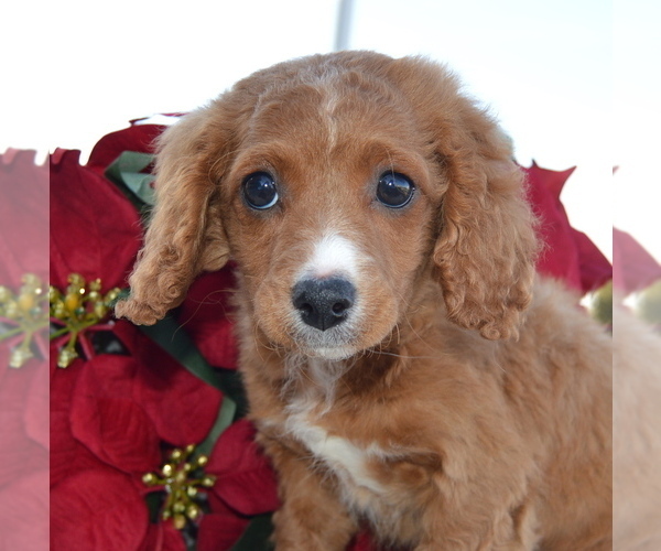 Medium Photo #10 Cavapoo Puppy For Sale in CELINA, OH, USA