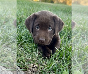 Labrador Retriever Dog for Adoption in FREDERICKSBG, Ohio USA