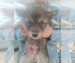 Small Photo #12 Wolf Hybrid Puppy For Sale in DALTON, OH, USA