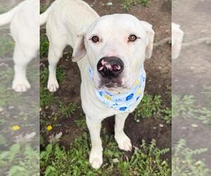 Mutt Dogs for adoption in Tulsa, OK, USA