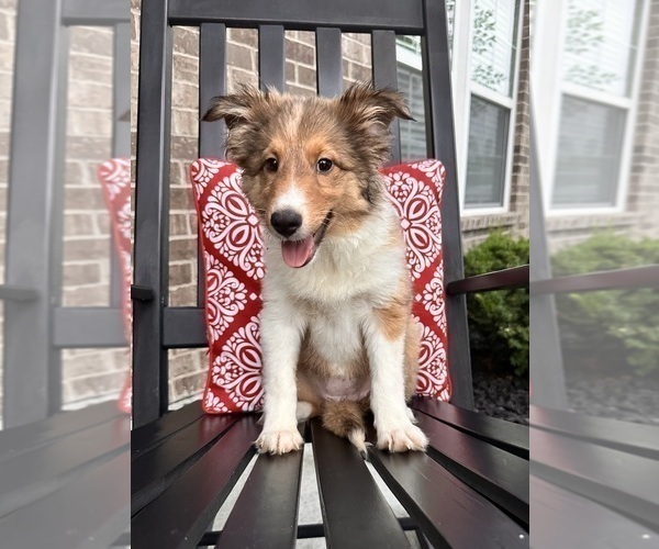 Medium Photo #3 Shetland Sheepdog Puppy For Sale in INDIANAPOLIS, IN, USA