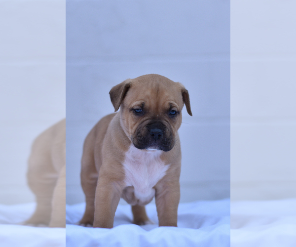 Medium Photo #3 American Bully Puppy For Sale in GOSHEN, KY, USA